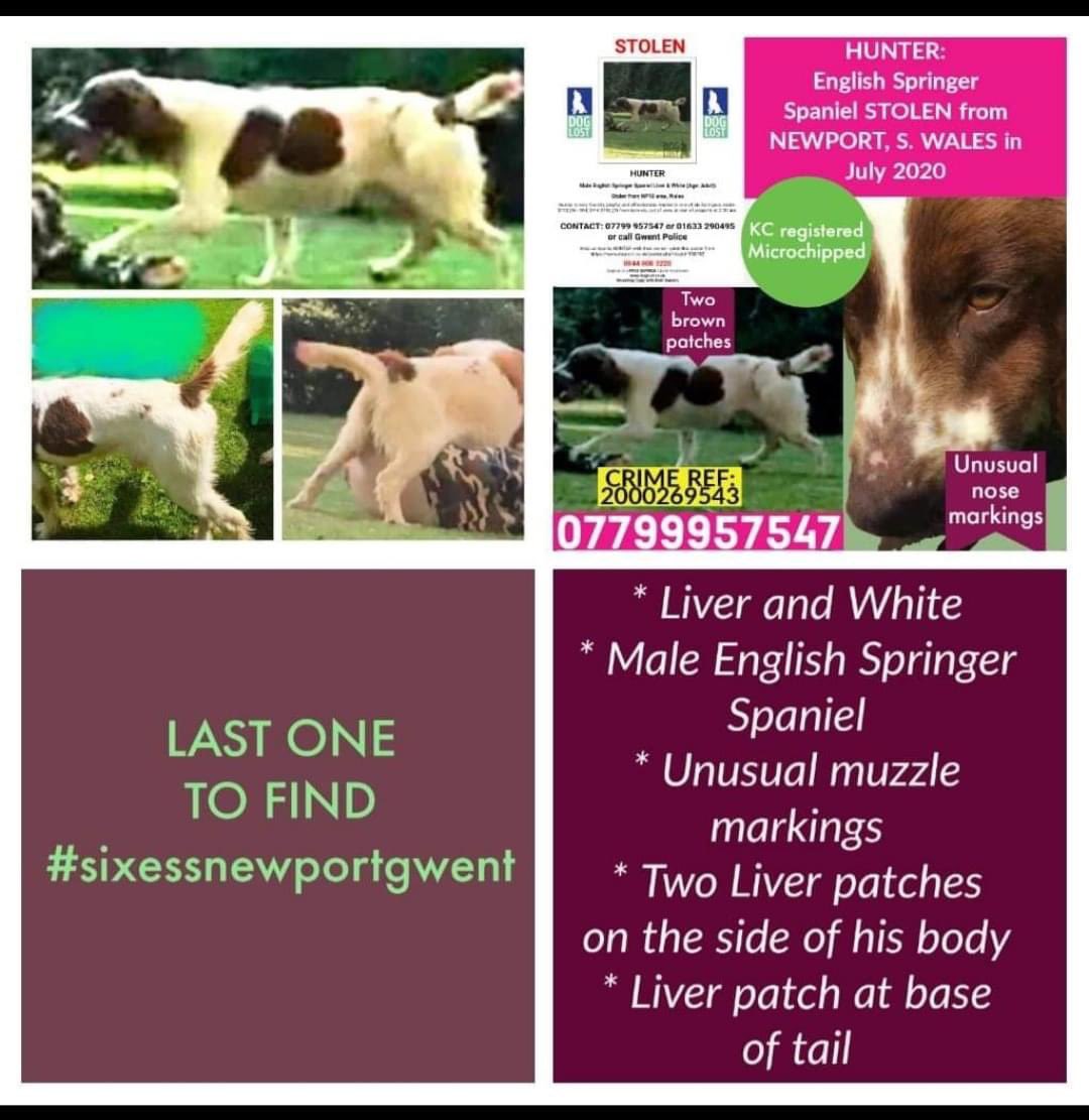rosieDoc2's tweet photo. #findHunter
LAST ONE TO FIND
His family are waitingโฆ.
#sixessnewportgwent LIVER & WHITE MALE #Springer
Unusual muzzle markings
Two liver patches on side of body
Liver patch at base of tail
#STOLEN JULY 2020
https://t.co/DZgLrx8ExY
@gwentpolice @PcsharonPage @bs2510 https://t.co/NEeraXhcWv