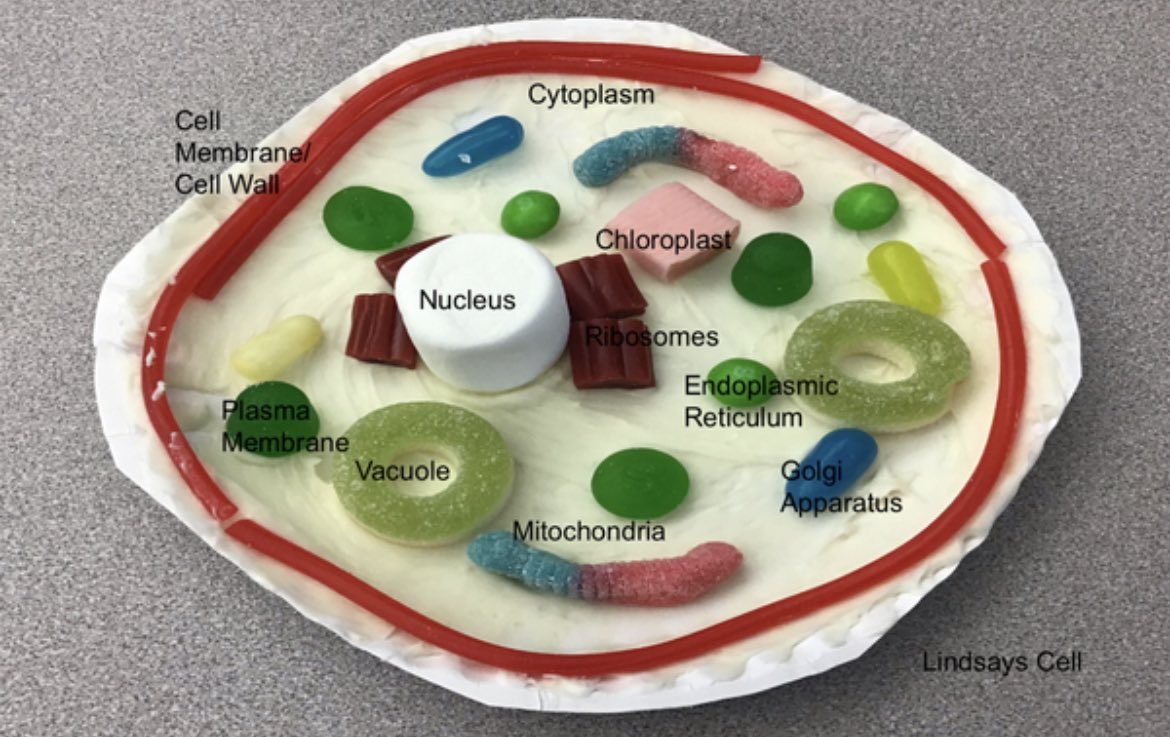 No better way to review Animal &amp; Plant Cells than by making some edible study guides!