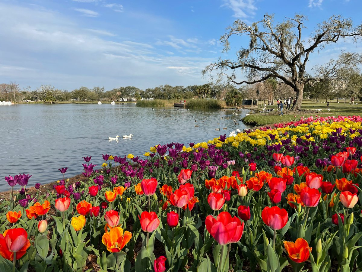 DavidMora's tweet photo. A gorgeous afternoon to enjoy the tulips at @NOLACityPark! Enjoy them while they last! 🌞🌷🌿 #IHeartCityPark #NewOrleans #OnlyLouisiana https://t.co/sBvKzyiH0S
