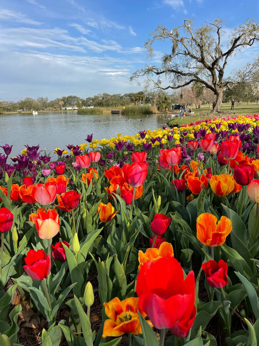 DavidMora's tweet photo. A gorgeous afternoon to enjoy the tulips at @NOLACityPark! Enjoy them while they last! 🌞🌷🌿 #IHeartCityPark #NewOrleans #OnlyLouisiana https://t.co/sBvKzyiH0S