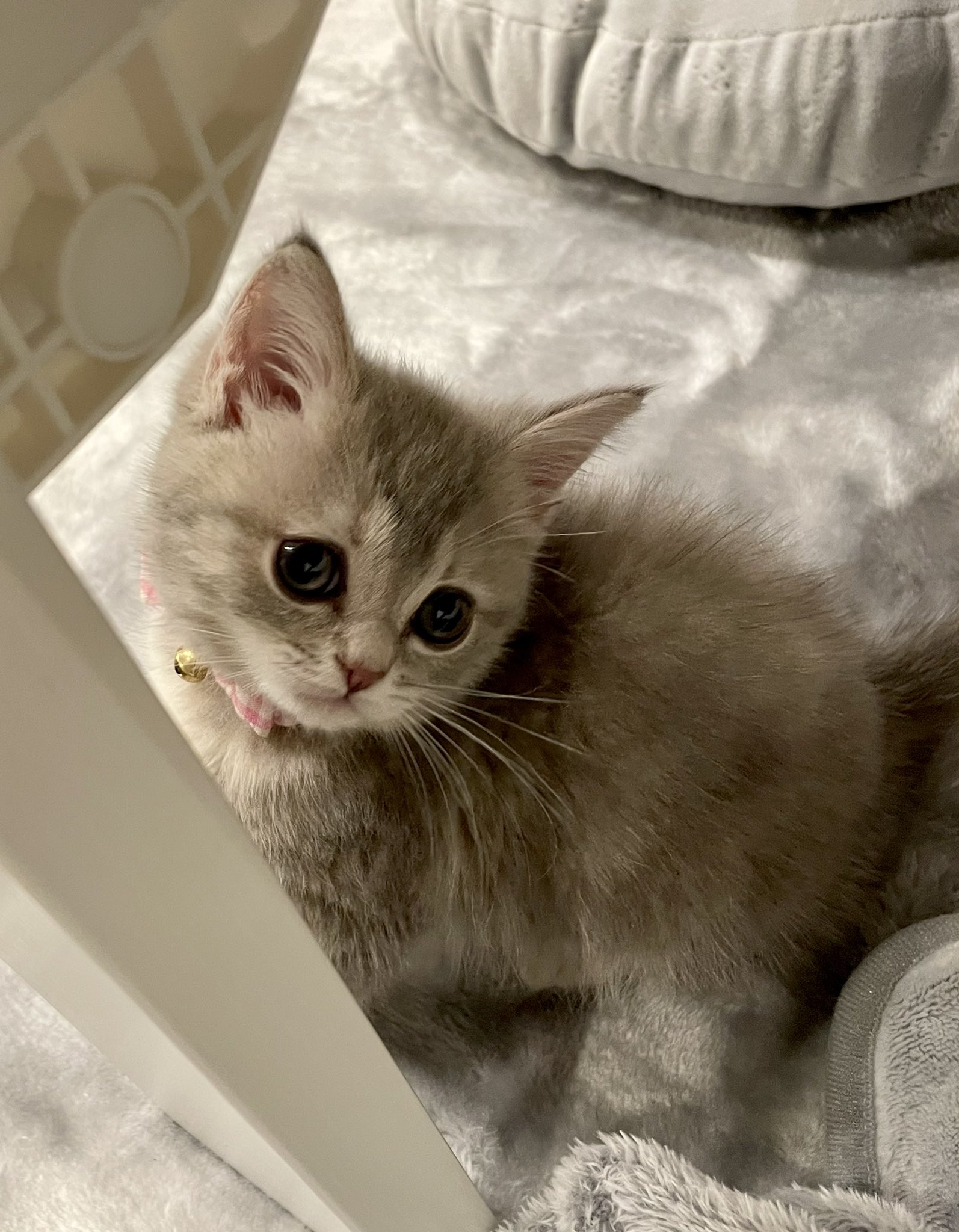 おんぷちゃん かわいい顔でご飯のおねだり ミヌエット マンチカン 子猫と暮らす 猫のいる幸せ Catsoftwitter T Co H4phbwpjiq Twitter