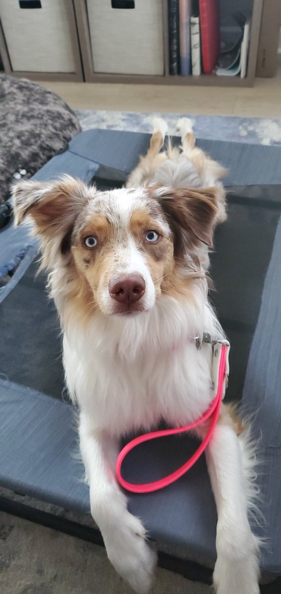 Daily #sploot anyone? 

#dogtwittercommunity #twitterdogcommunity #DogTwitter  #australianshepherd