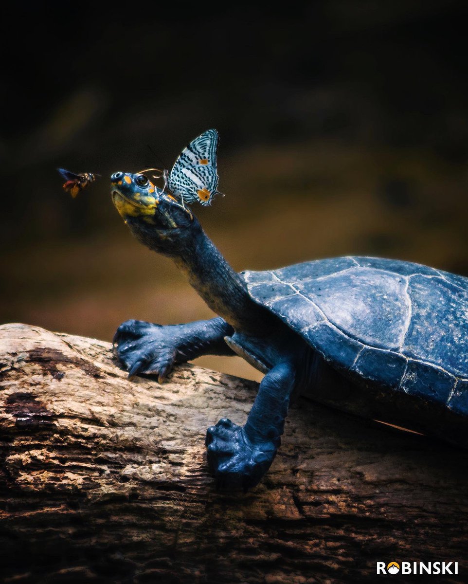 Robinski__'s tweet photo. Quizás necesitamos que más fechas en el calendario nos recuerden lo hermosas que son las especies salvajes.  Hoy se celebra el #WorldWildlifeDay y con esto una colección de los encuentros que más me han gustado. https://t.co/BMk8gqN21v