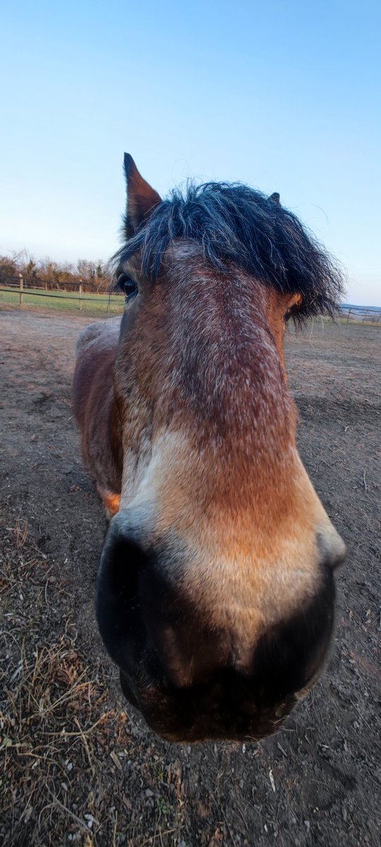 adeba's tweet image. Arbeite wie ein Pferd um die Familie zu ernähren.