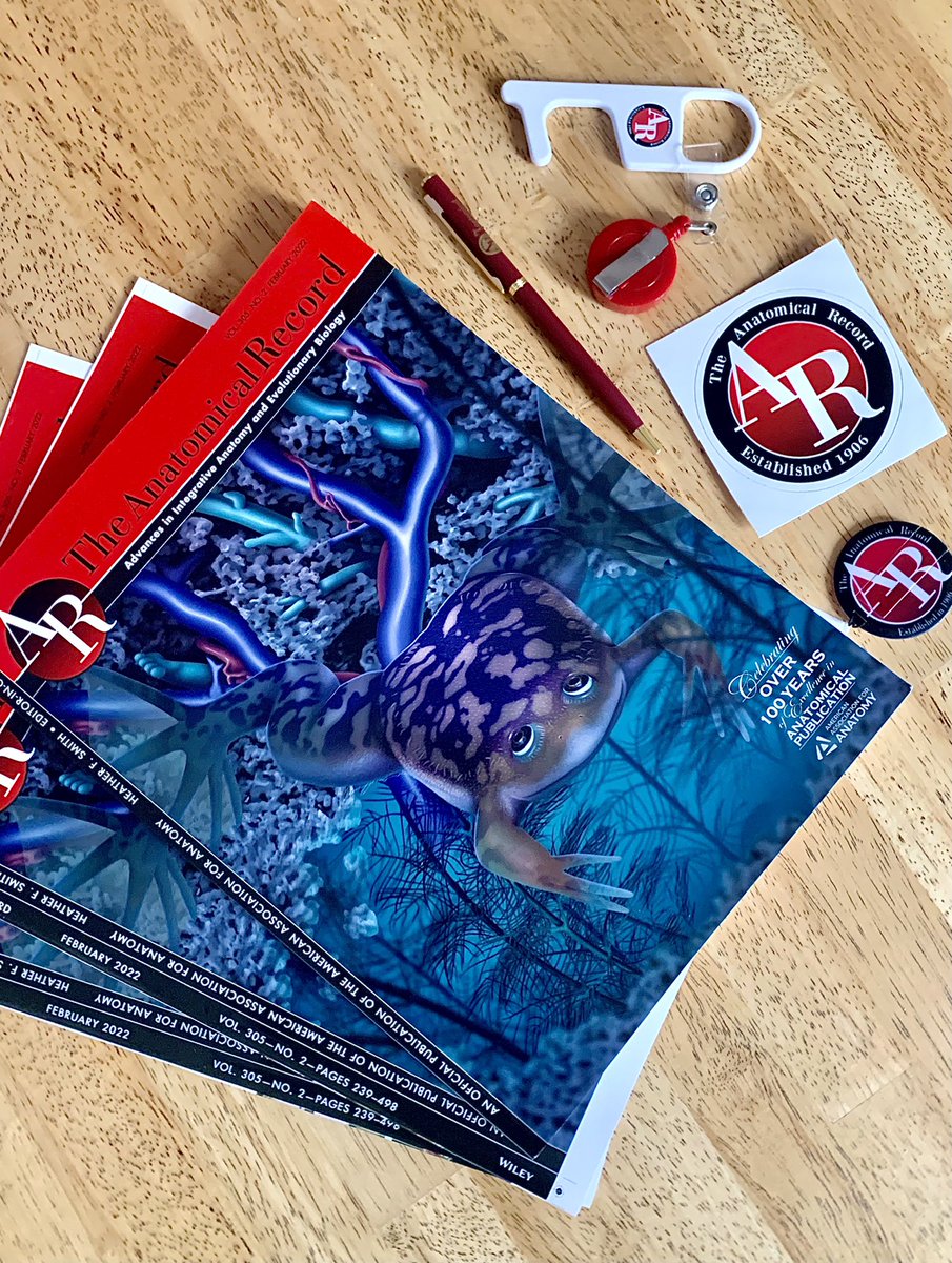 maxwell_visuals's tweet photo. I am honored to have had my illustration published as the cover of The Anatomical Record for the month of February and super excited to have received my print copy in the mail today, along with a few extra surprises! Thank you so much @AnatRecord https://t.co/9ACgghT1zG