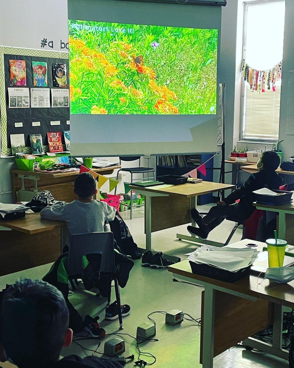 We started our milkweed exploration today with the first step - seed germination.  We started three different types of milkweed (thanks Dad) and are very excited about the growing process! <a href="/norquayschool1/">Norquay School</a> @WinnipegSD #milkweed