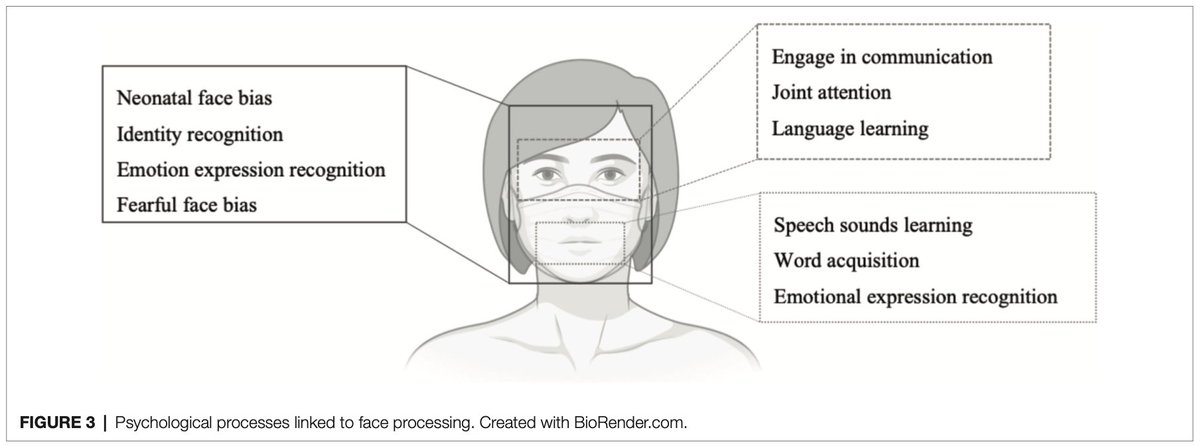 We asked 20+ years of research on infant behaviour what could be the developmental effects of being exposed to masked faces for babies who were born in the times of #COVID19. 🧵⬇️ For details read our paper: frontiersin.org/articles/10.33… by <a href="/Laura_C311/">Laura Carnevali</a> <a href="/EmilyDevNeuro/">Emily Jones</a> <a href="/tfarroni/">Teresa Farroni</a> 1/5