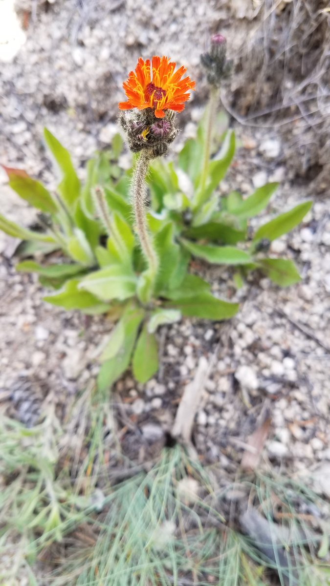 Orange Hawkweed is a newer weed on our Forest. We could use your help in looking out for and reporting any populations you come across as you enjoy the Forest. Early detection and rapid response are key in preventing non-native Hawkweed from establishing itself on our landscape.