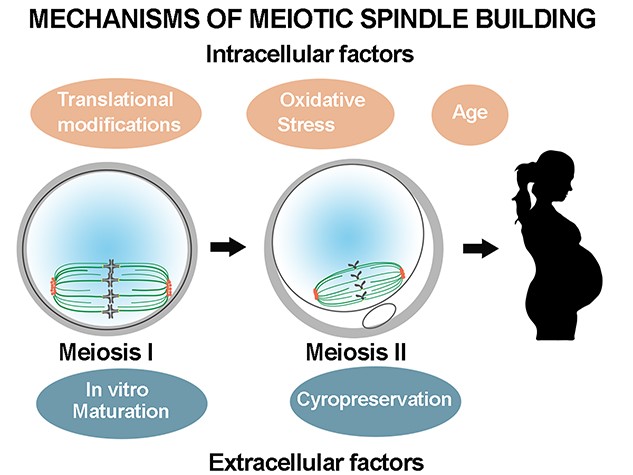 Check out this review from our special issue on Oocyte Biology, which consolidates information about how spindles form in human and mouse oocytes and how this process can be altered.

Read now at: doi.org/10.1093/biolre…