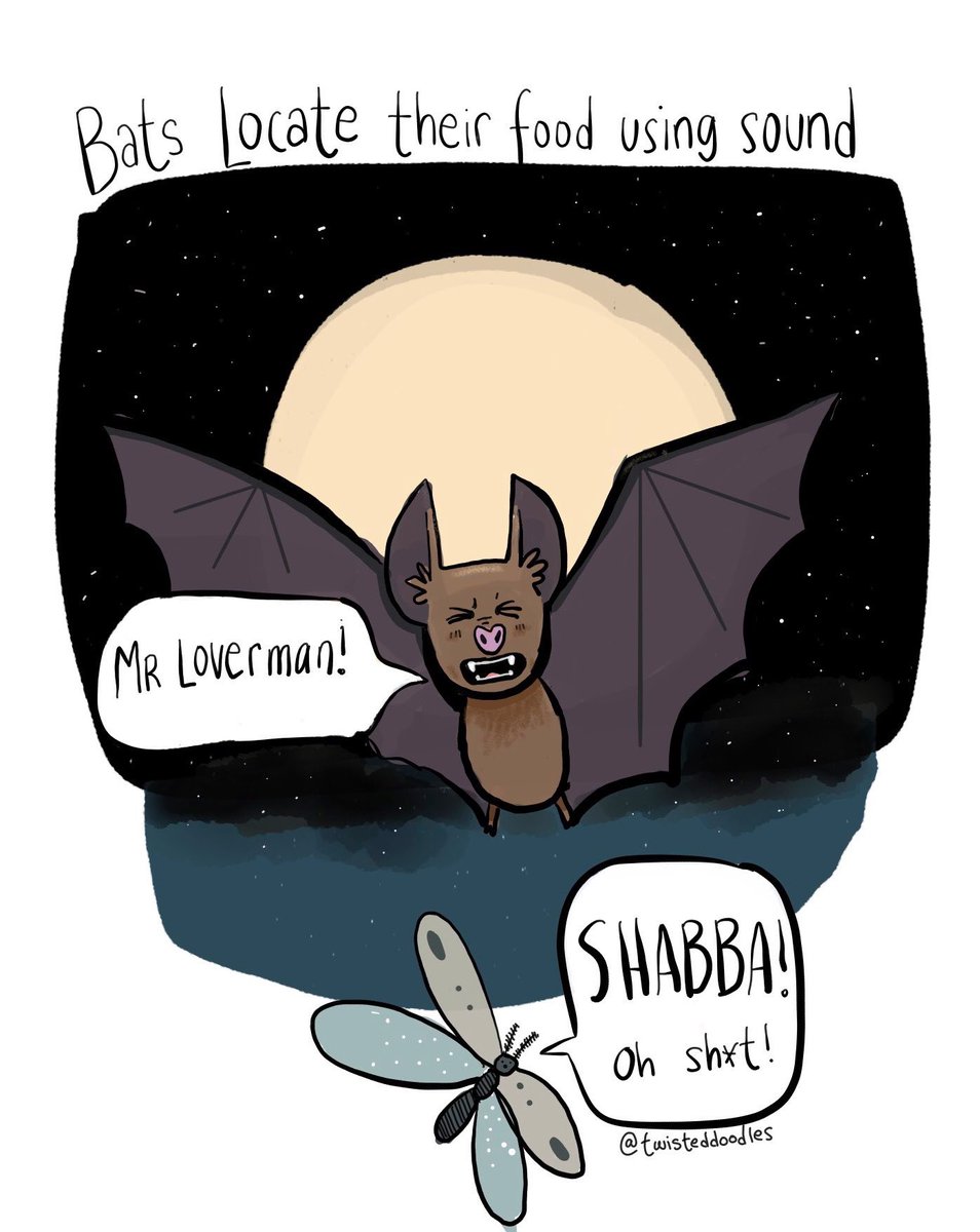 Bats