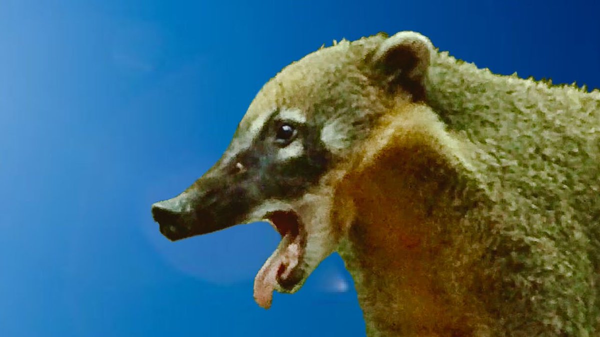 MaravPlanetAzul's tweet photo. Descubra o Som que o Quati faz! ⬇️
https://t.co/Fi0tCHojVK 
#quati #quatis #animais #animal #somdeanimais #somdosanimais https://t.co/y4MHv9NTWJ