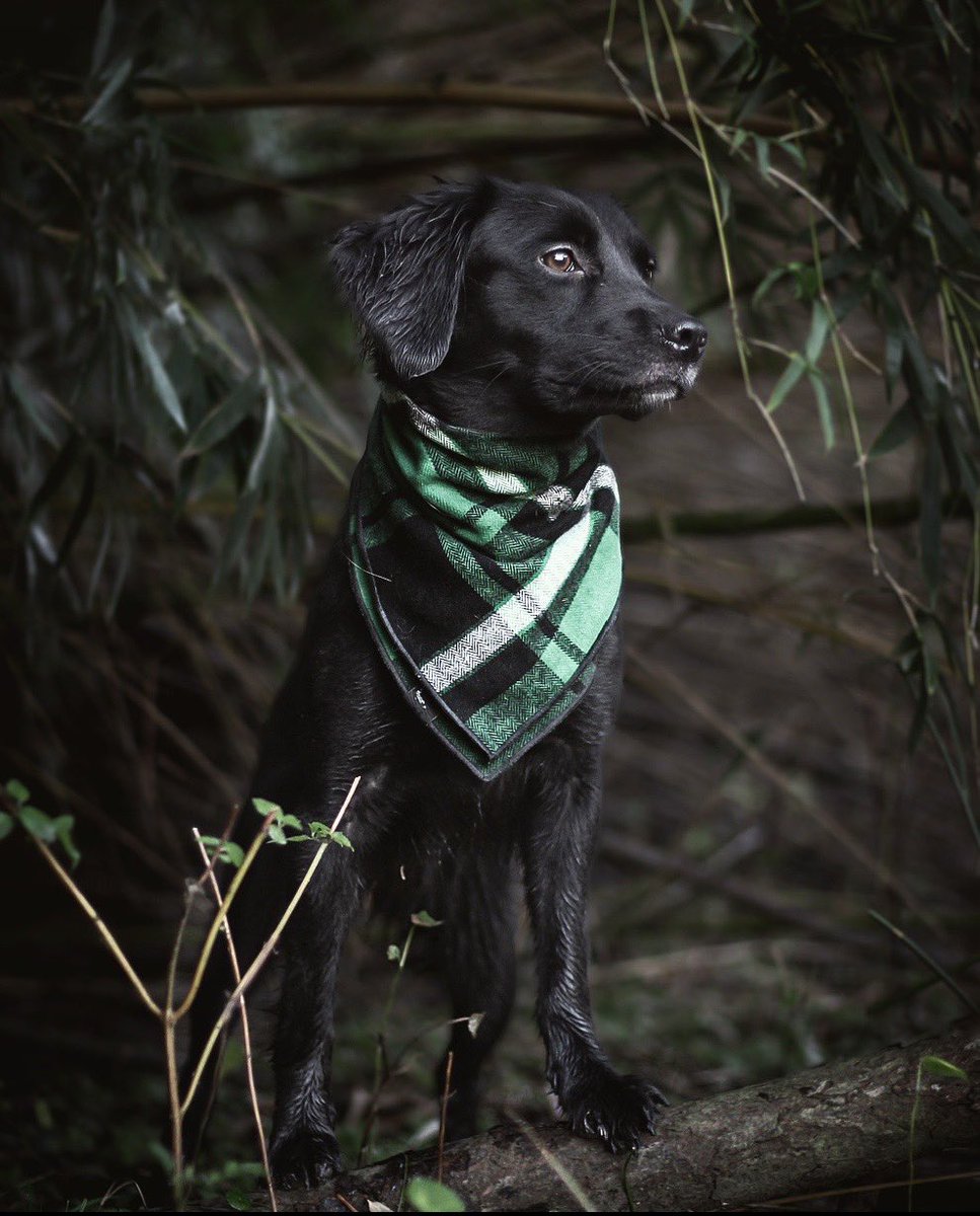 Beyond the Trail | Nicole tweet media