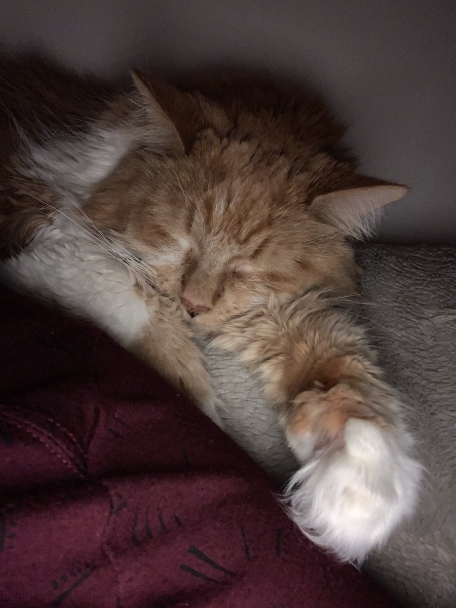 robynsmitchell's tweet photo. @NOmoghan We have a Leo too 🐱 🧡 https://t.co/ozJLCdYr3t