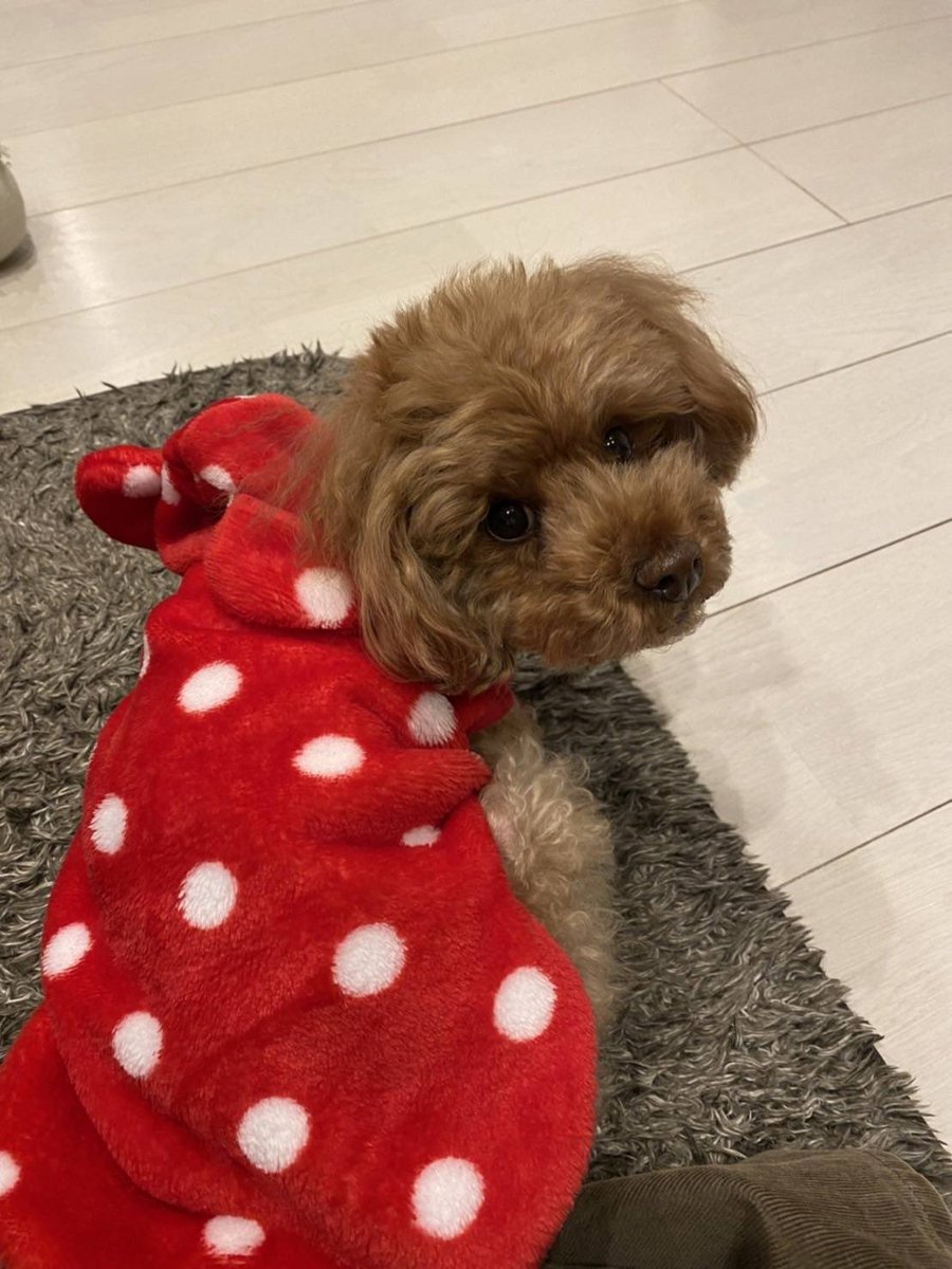 naka2_official's tweet photo. 迷い犬を探しています。

令和4年3月3日午前7時過ぎ
茨城県下妻市黒駒の自宅にて迷子になりました。
犬種: トイプードル
年齢: 6才
写真と同じ洋服を着ています
見かけた方、保護している方など、些細なことでも良いのでDMにてご連絡ください。
見かけた方は保護していただけると幸いです。
#拡散希望 https://t.co/yGAKHETtEh