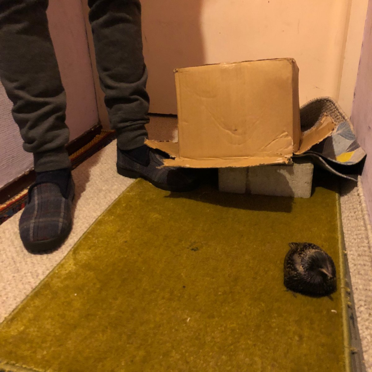 DierenAmsterdam's tweet image. Een #spreeuwtje liefdevol opgevangen in de #Zaanhof #Spaarndammerbuurt gaf in de auto zachtjes de geest, wat zijn ze toch mooi! Prachtig rechtop verstild.
#Vrijwilligers #Dierenambulance #Amsterdam