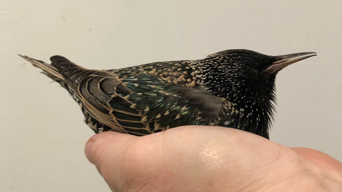 DierenAmsterdam's tweet image. Een #spreeuwtje liefdevol opgevangen in de #Zaanhof #Spaarndammerbuurt gaf in de auto zachtjes de geest, wat zijn ze toch mooi! Prachtig rechtop verstild.
#Vrijwilligers #Dierenambulance #Amsterdam