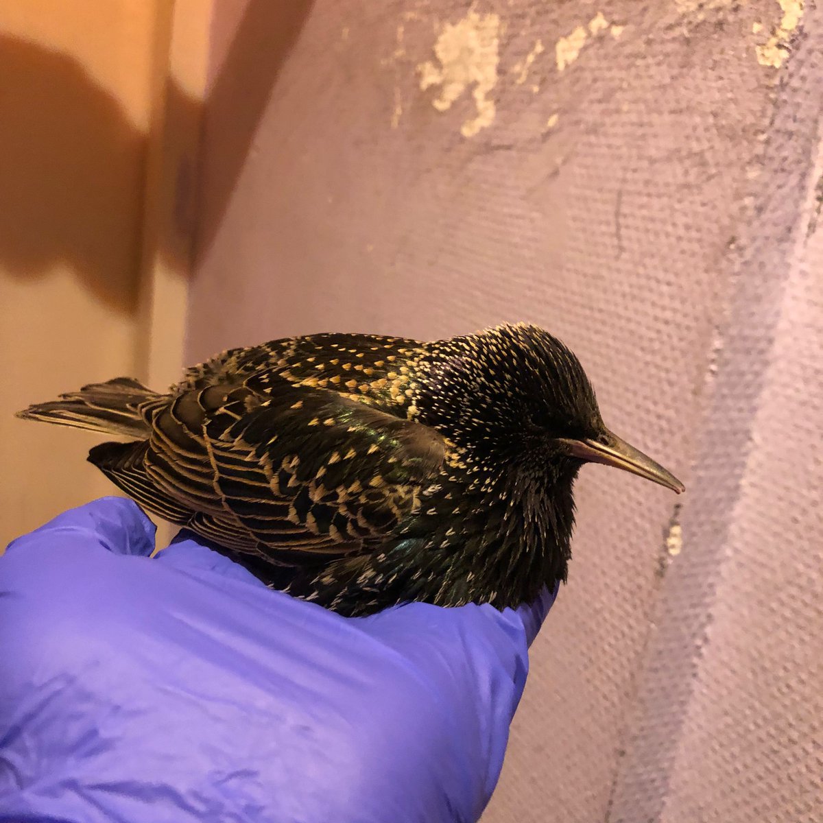 DierenAmsterdam's tweet image. Een #spreeuwtje liefdevol opgevangen in de #Zaanhof #Spaarndammerbuurt gaf in de auto zachtjes de geest, wat zijn ze toch mooi! Prachtig rechtop verstild.
#Vrijwilligers #Dierenambulance #Amsterdam