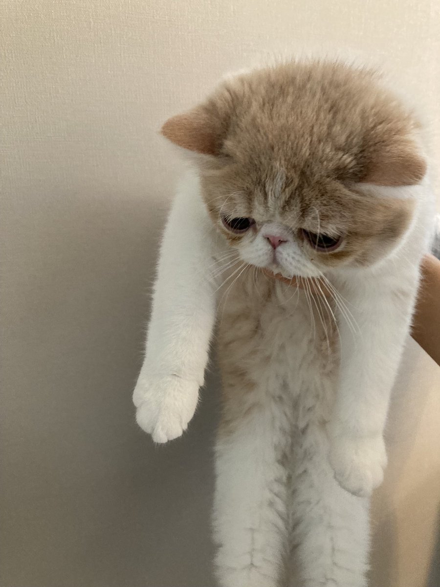 タグ エキゾチックショートヘア の注目ツイート メガとんトラック