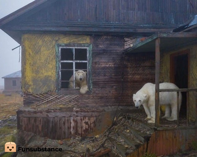 FunSubstance's tweet image. Guess the Country 🐻‍❄️

funsubstance.com/fun/637820/gue…

#FunSubstance #Fun2022 #Fun #FunSubstance2022 #FunnyMemes2022 #Country #Bear #PolarBear