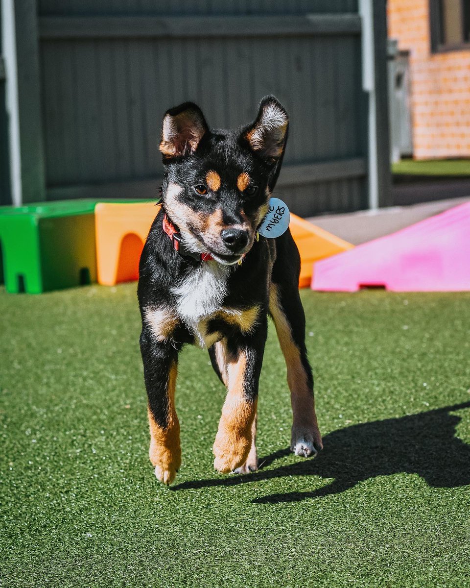 Jumping for joy since it’s almost Friday!
#dogsoftwitter #twitterdogcommunity