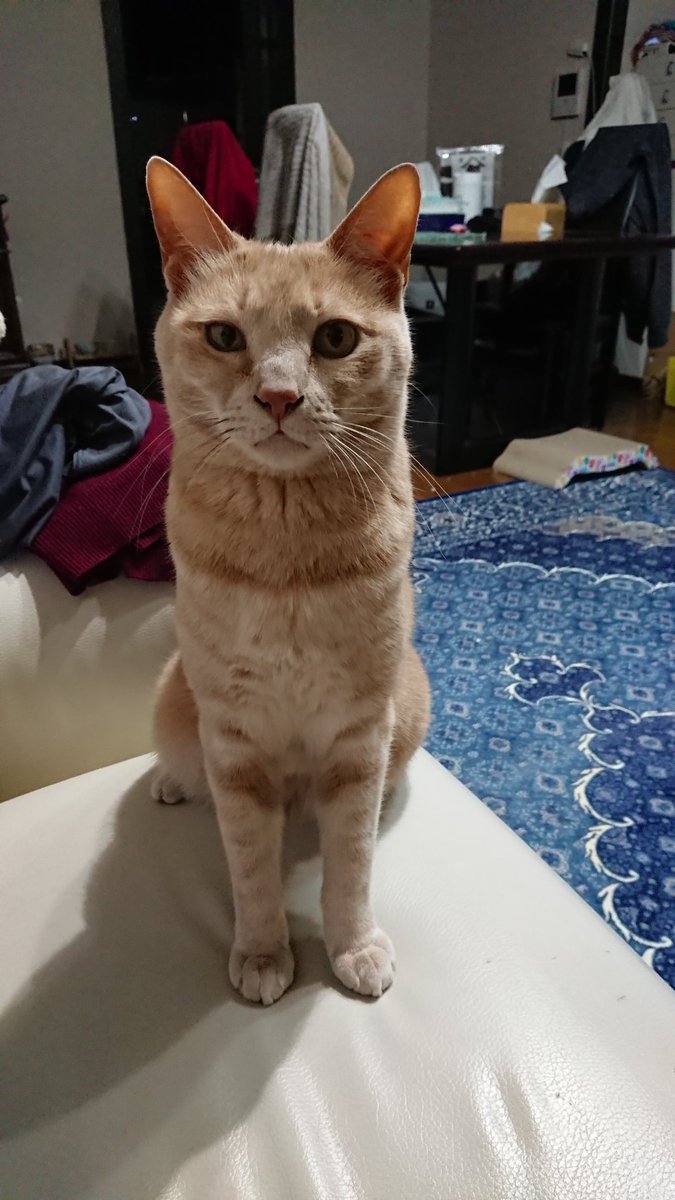 dcOY8yp1B8Dg3ov's tweet photo. 茶トラの猫が迷子です。
#迷い猫…横浜市神奈川区松見町
銀嶺幼稚園のそばで行方不明です。
一度もおうちを出たことのない子で人見知りで臆病です。
五歳で、一見茶色い猫に見えますが胸元から前足にかけて虎柄です。スレンダーな体型です。
どうか見かけたかた、少しの情報でもいいのでお願いします。 https://t.co/PRHSkTqR4F