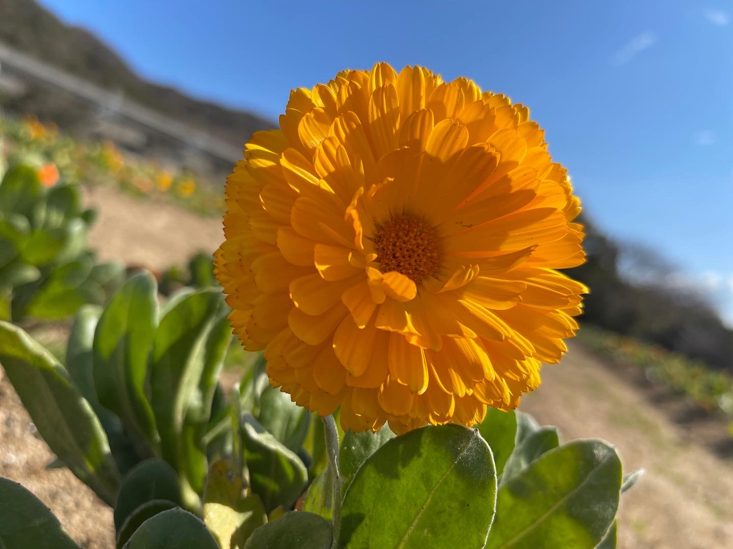 טוויטר 淡路市役所 בטוויטר パルシェ香りの館でカレンデュラが見頃に オレンジと黄色の花が太陽の下で鮮やかに揺れており もう春はすぐそこまで来ているなと感じます 元々仏花としてのイメージが強いですが ここ数年その薬効成分からスキンケアに使用されるなど