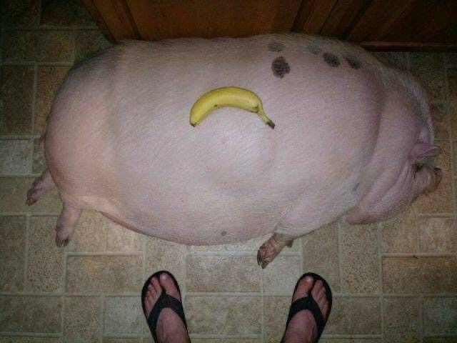 Image prediction: hog
Confidence: 14.77%
Submission by @T0ny30253181