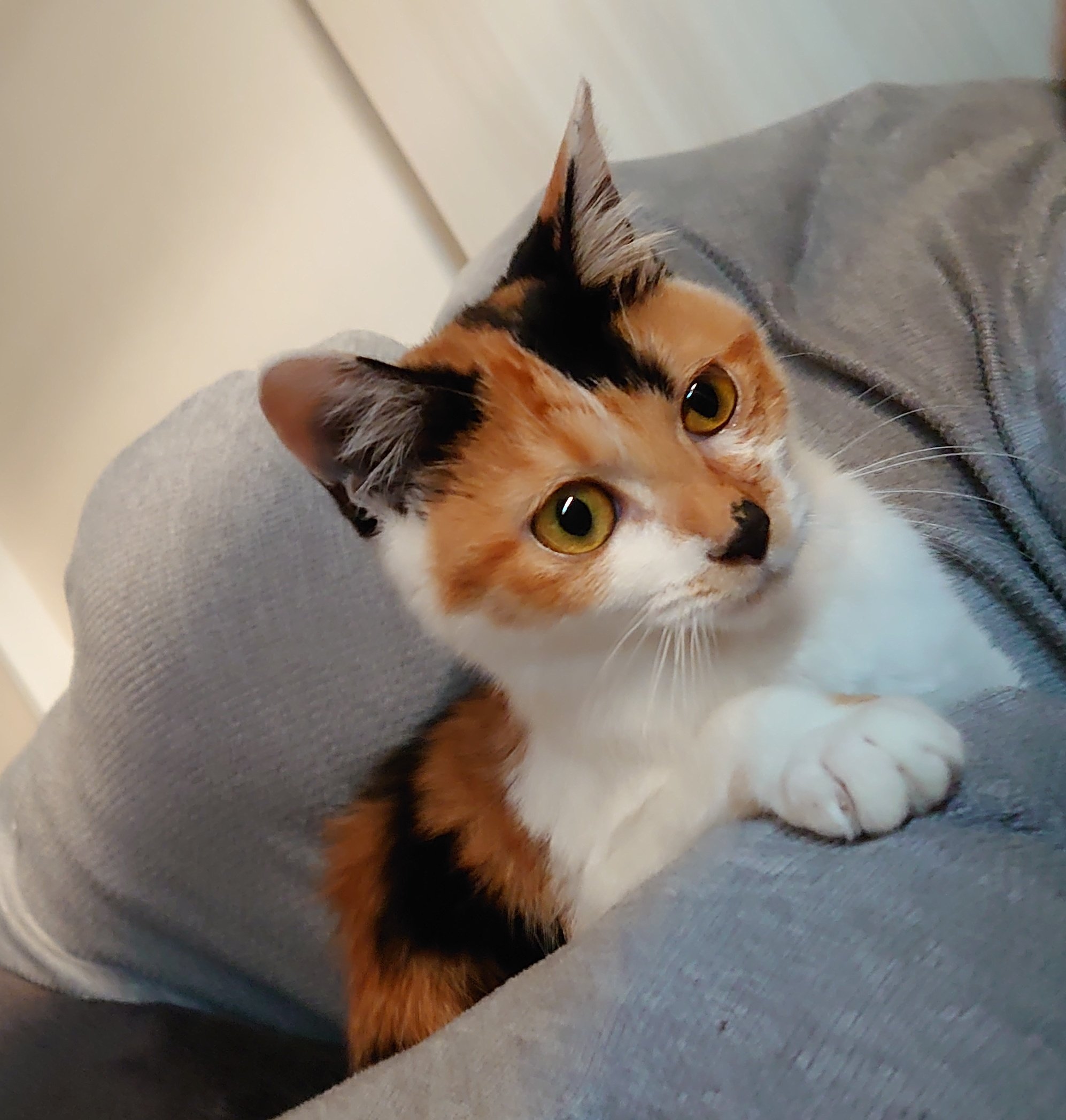 日刊マー 猫下僕同好会 Dailymakun Twitter