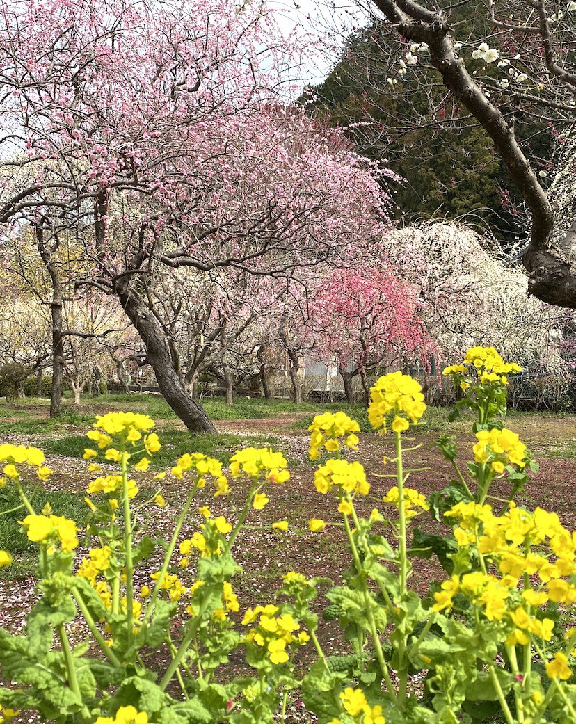 おはようございます🌸 今年は開花が遅めだったけど、梅は 見頃になって来ました。 良い一日になりますように…