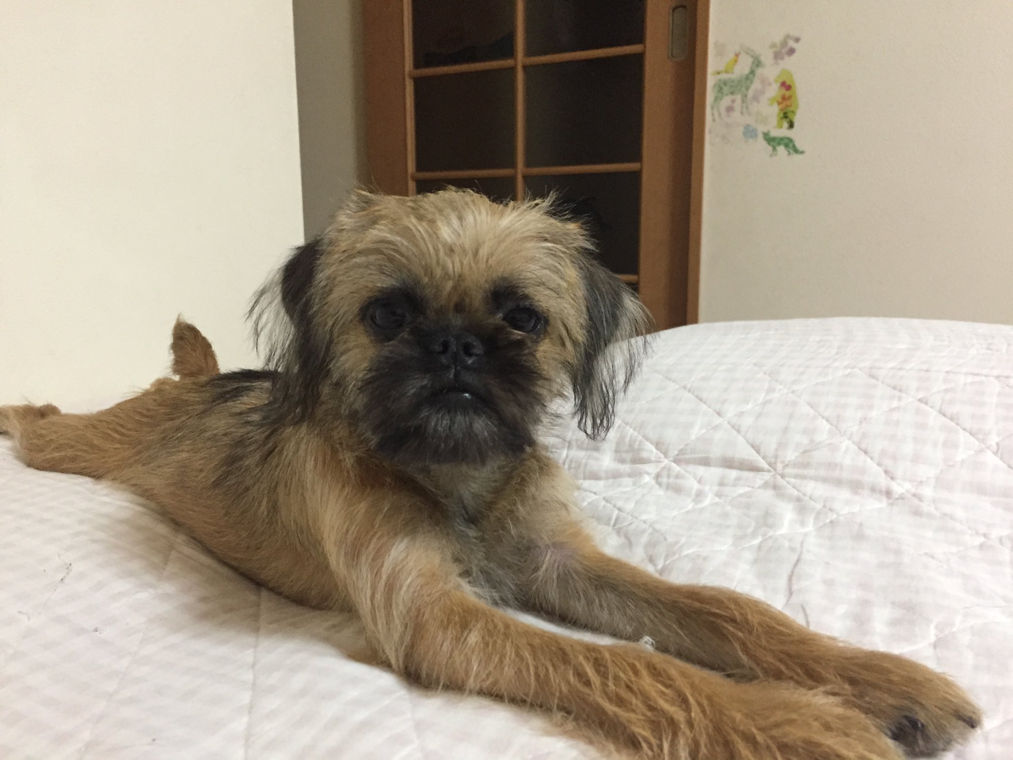 神田 仁史 子犬の頃より成犬になるにつれ可愛くなる犬 それがブリュッセルグリフォンだ T Co 4sirblf3ms Twitter 神田 仁史 子犬の頃より成犬になるにつれ可愛くなる犬 それがブリュッセルグリフォンだ T Co 4sirblf3ms Twitter