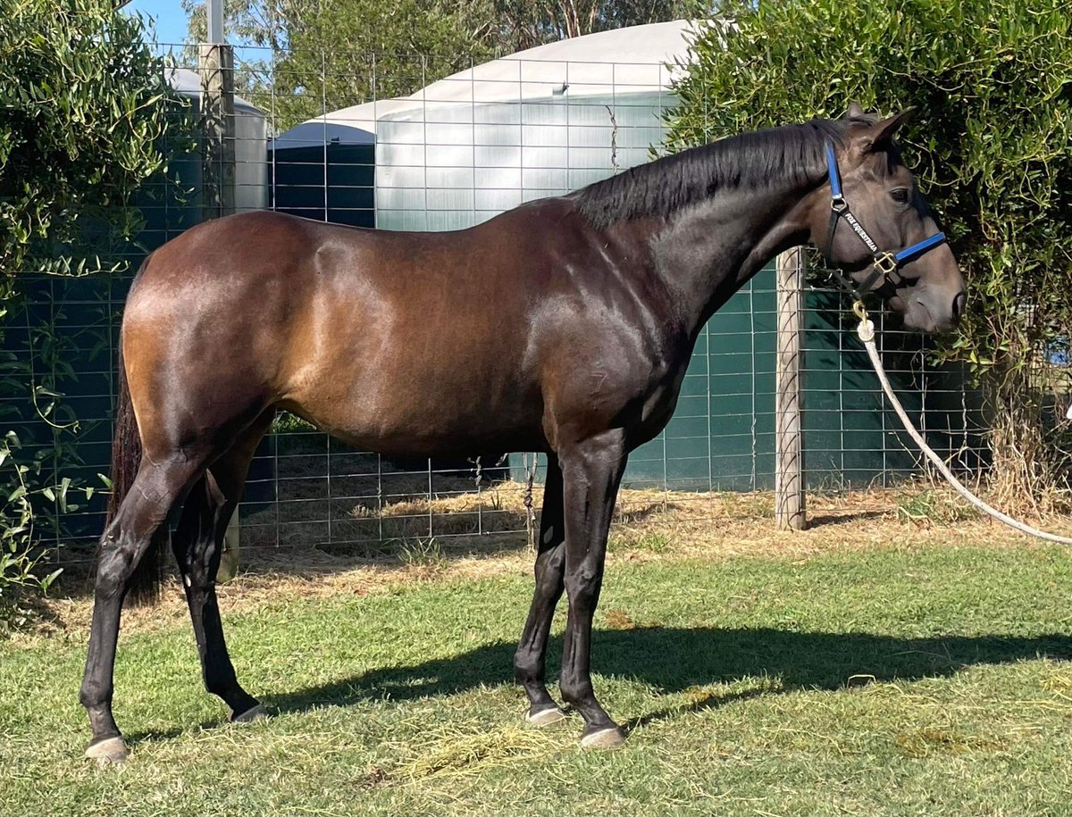 Page three, unraced mare out of Stacey Lee by Stryker, a good type and ready to breed some nice foals! Get your bids in online at inglisdigital.com/lot/30000147.3… #Pagethree <a href="/frog_paul/">Paul Duryea</a> <a href="/MarcDuryea/">Ⓜ️arc Duryea</a> <a href="/DuryeaRacing/">DuryeaRacing</a>