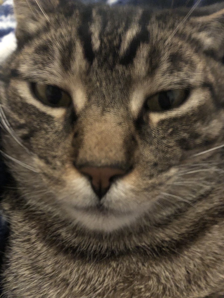jaycieclark4's tweet photo. This is my cat , I love him very much! 

#cat #pet #mycatiscuterthanyours #showmeyourpets https://t.co/Zf9INF1G2C
