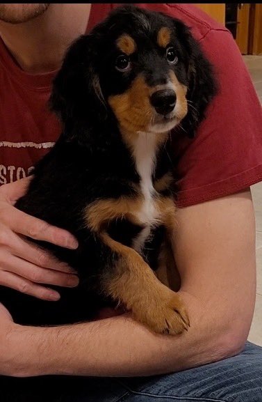 msicktoe's tweet image. I can’t wait to bring him home 😭❤️