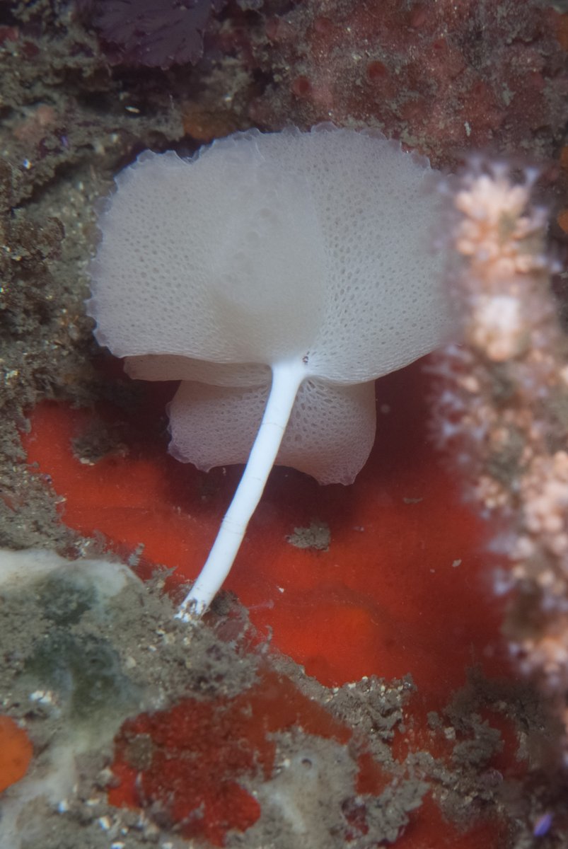 seastung's tweet photo. #spongeSunday -- stalked sponges and fabulous armour-plated looking one #scuba #oceans #biodiversity https://t.co/z0GhXbKLKc