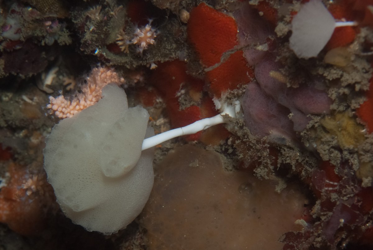 seastung's tweet photo. #spongeSunday -- stalked sponges and fabulous armour-plated looking one #scuba #oceans #biodiversity https://t.co/z0GhXbKLKc