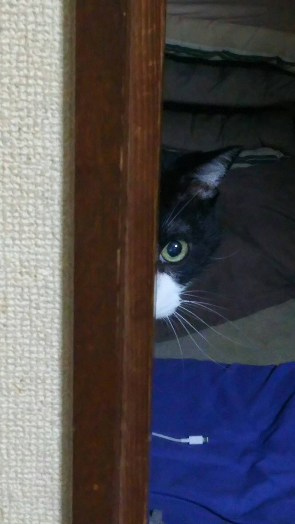 面白い猫 Twitter Search Twitter