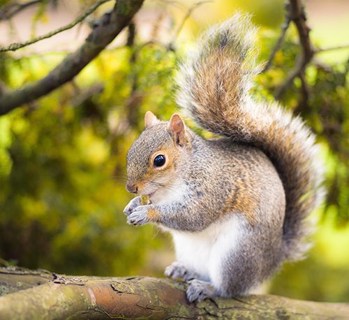 travismcelroy's tweet photo. This is it! Your chance to tell off that squirrel that always gave you a hard time at school! What do you want to say to him?! https://t.co/yEBTfYJoc6