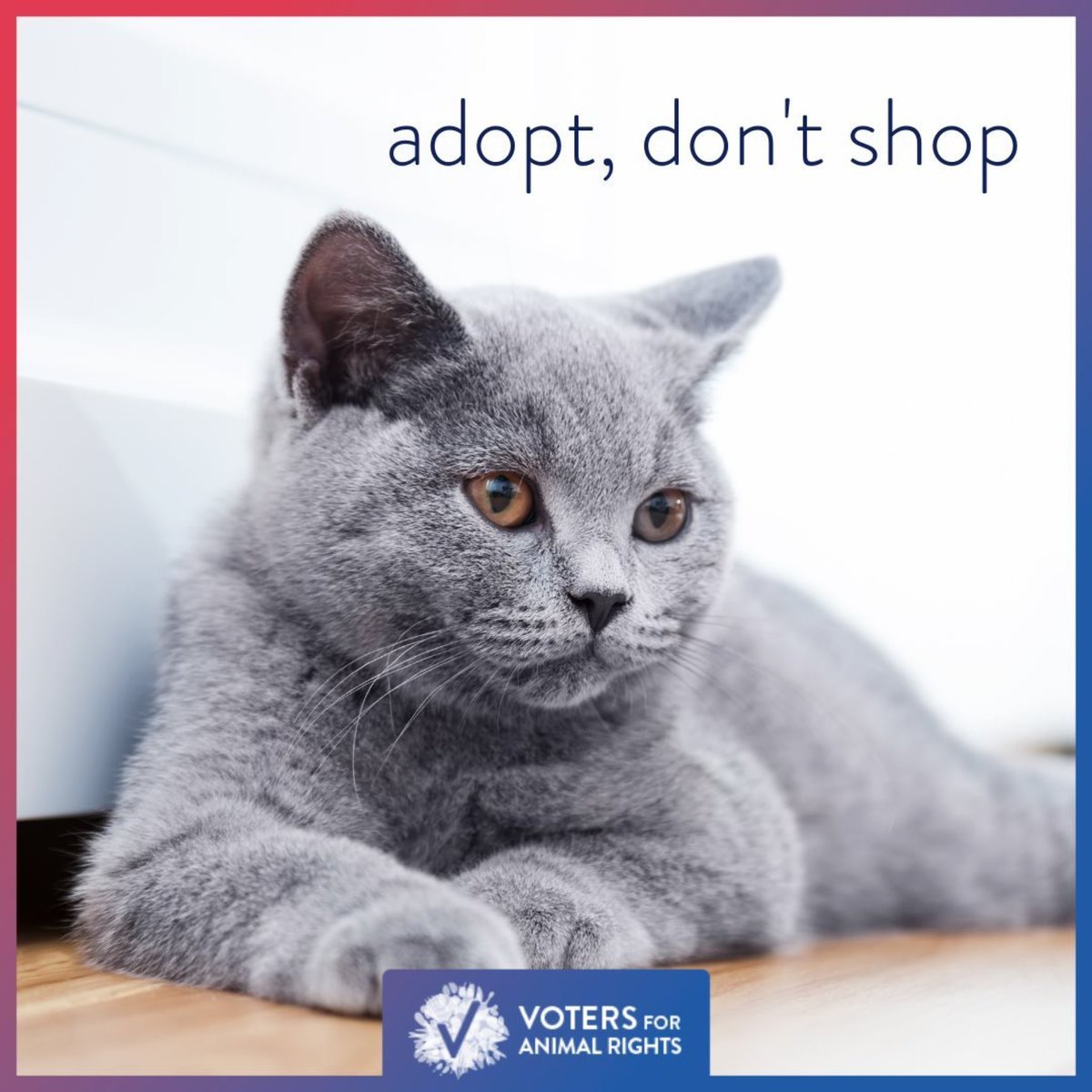 There is no reason to buy your next best friend. She is waiting for you at your local shelter. #AdoptDontShop