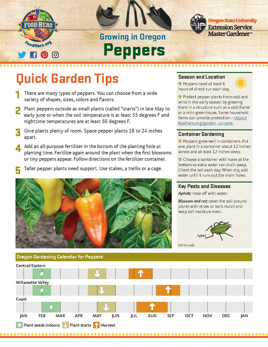 BeAFoodHero's tweet photo. February is the month to start planting pepper seeds indoors! #gardeningtips #tipsheets #peppers #GrowThis
https://t.co/EVNckaB1s0 https://t.co/7xaL5a204X