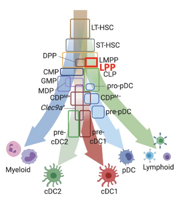 Immunomodulation Laboratory tweet media