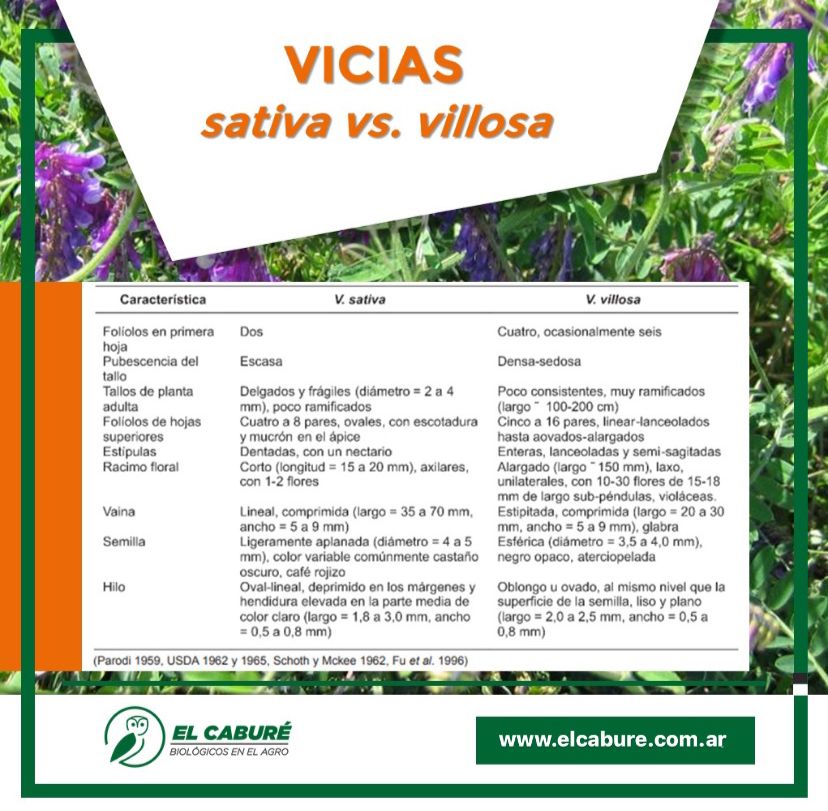 BenjAntonio2017's tweet photo. Sativa = autógama 
Villosa = fecundacion cruzada
Conocer lo que cultivamos es parte de nuestra identidad. 
#cultivosdecobertura
@elcabureinsumos https://t.co/ggBju1Oukl
