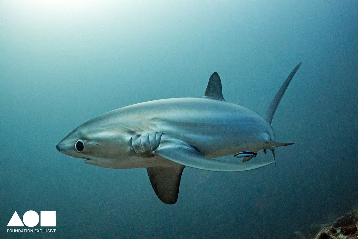 'Eye of the Fox' jumpstarted my conservation photography career. A rare close-up of a very shy and skittish Thresher shark brings viewers eye-to-eye with this magnificent creature. Still available on @withFND. foundation.app/@noelguevara/f…