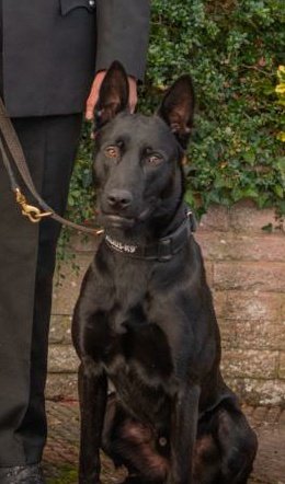 The handsome devil PD Bond is enjoying his late shifts. Assisting in detaining a violent suspect for burglary then tracking down an offender for criminal damage and burglary. Excellent work Mr Bond 👌