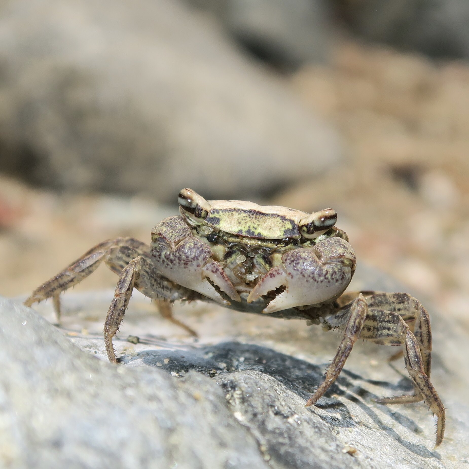 カニ 海に浮かぶ団地 ソフビ かにです | ソフビ万博