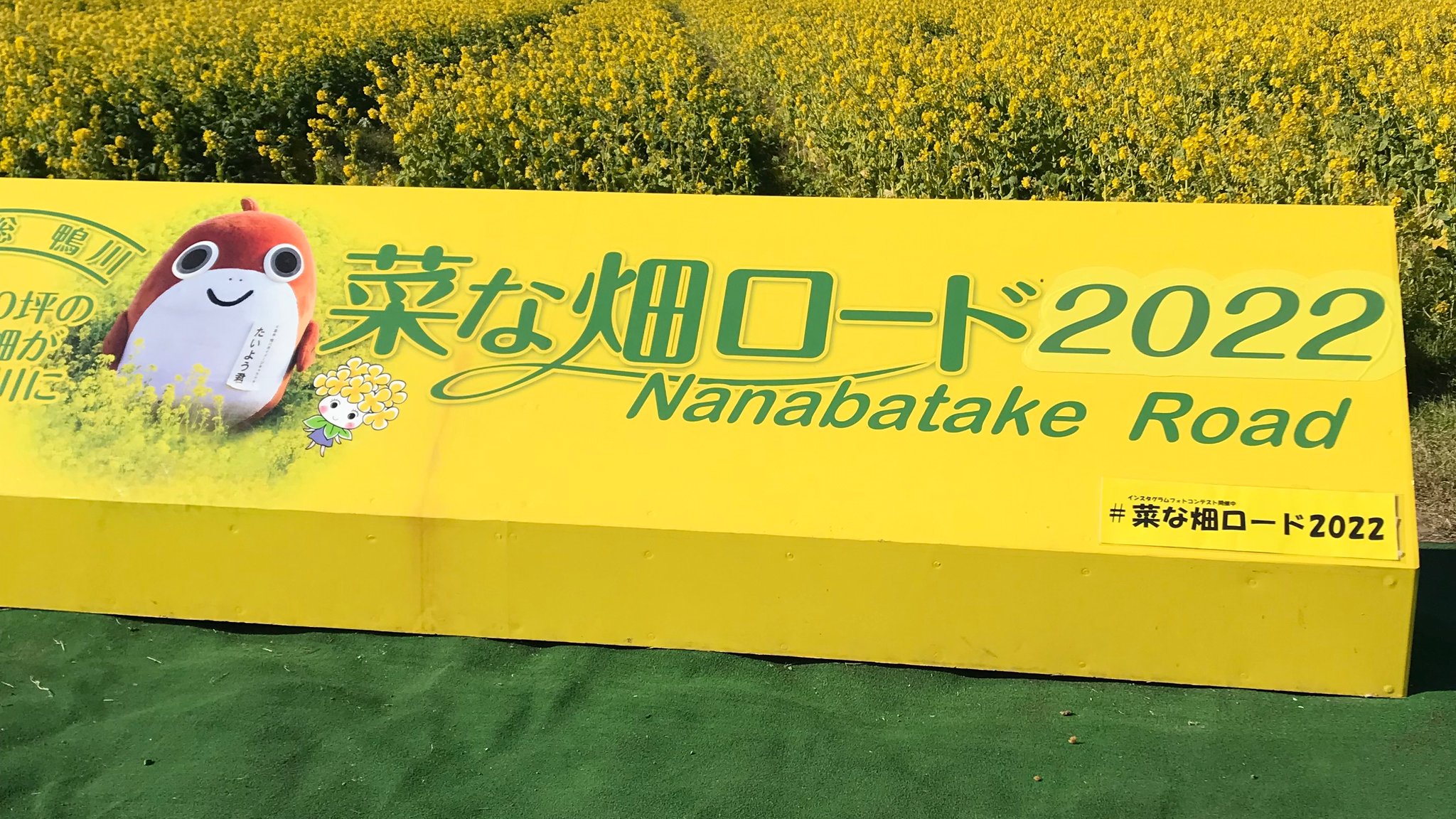 公式サイト 南房総鴨川 菜な畑ロード １万坪の敷地いっぱいに咲く菜の花畑