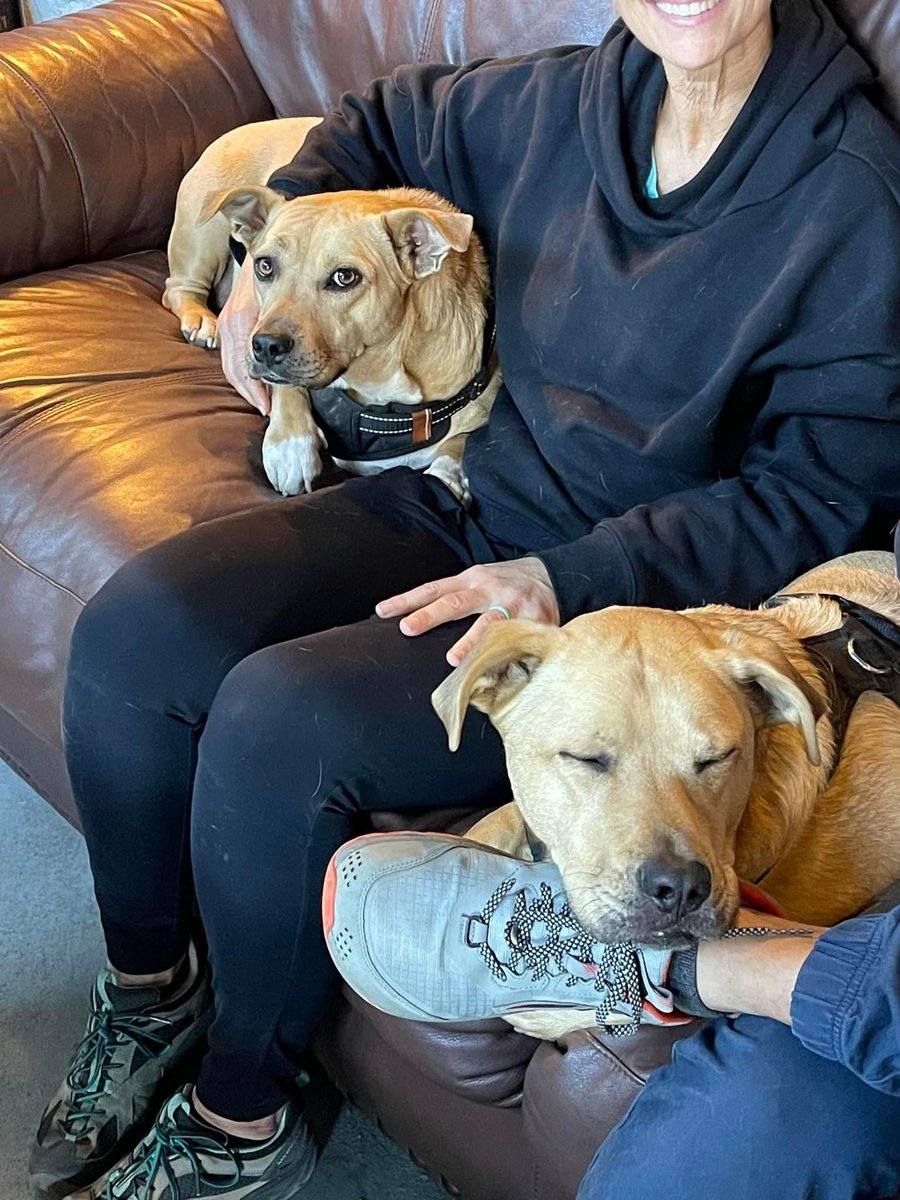 More fur babies chilling with mom n dad. #brewerydogs #brewery #slagheapbrewing