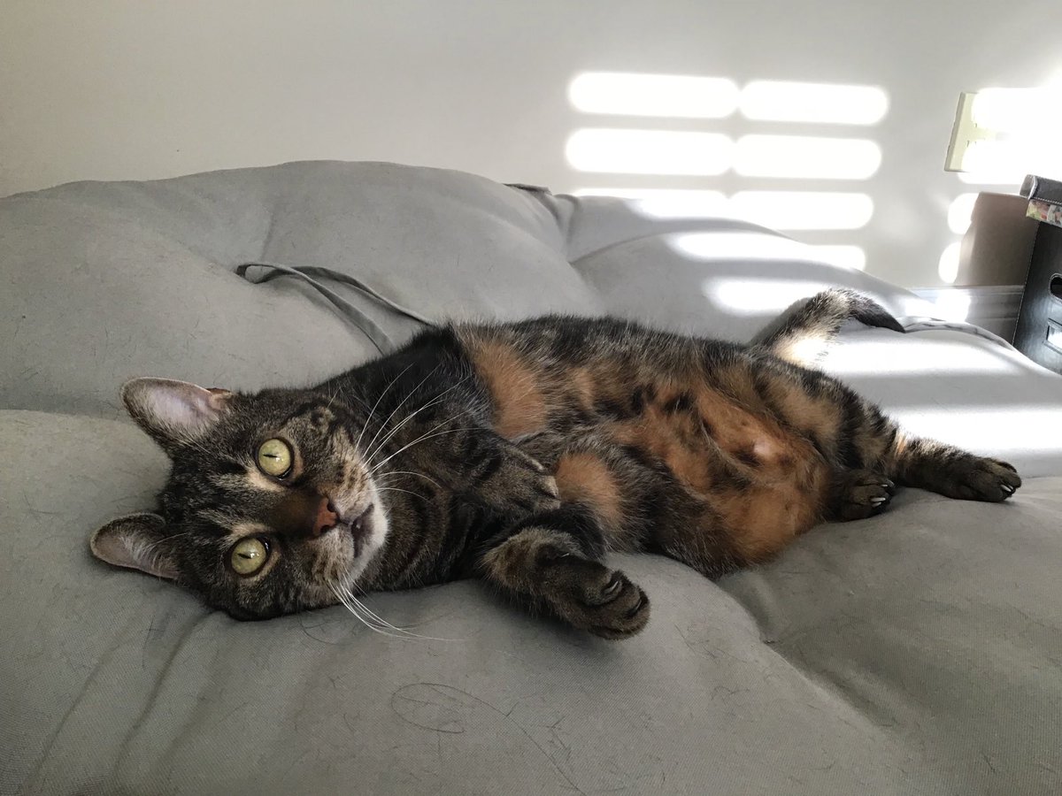 katzemeo's tweet photo. Of all the bean bags in all the rooms in all the house, she wants what’s mine…
#whatsmineismine #youmustrememberthis https://t.co/rhziGDDhAz