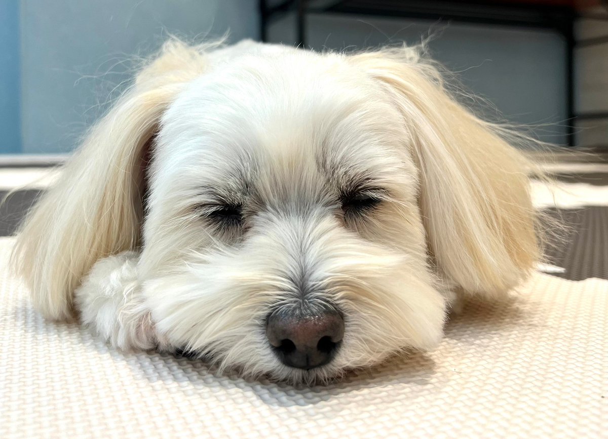 enble11's tweet photo. 遊びつかれたワン〜〜〜
#横浜トリミング #犬のいる暮らし #犬の幼稚園 #本牧山頂公園 #港北ニュータウン #センター北トリミング https://t.co/vCTiBejCmT