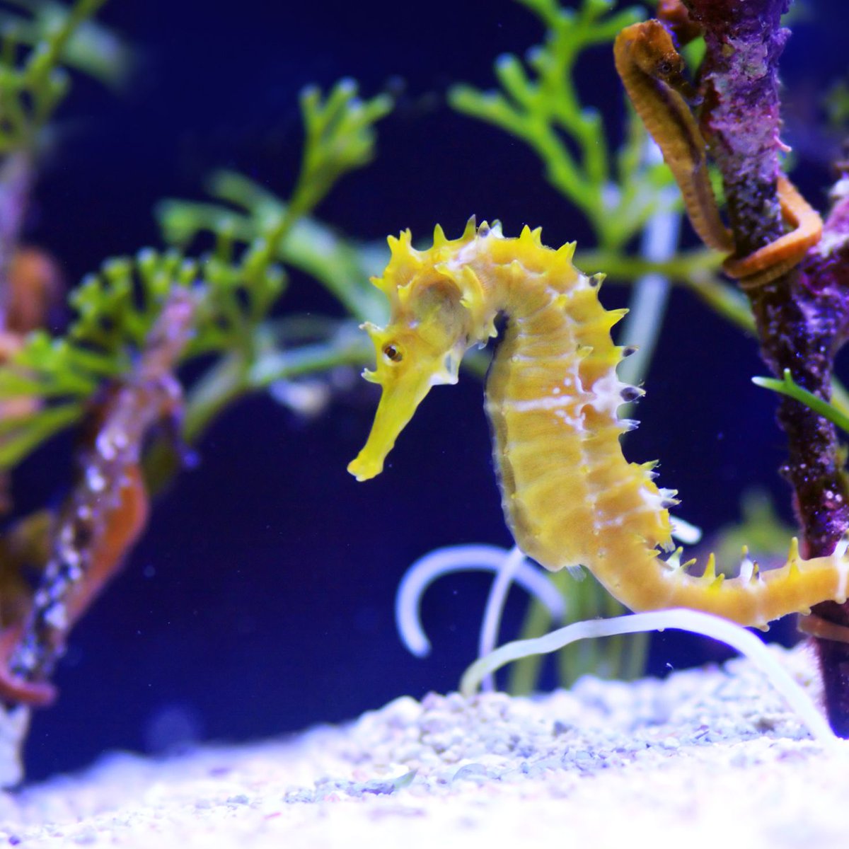 GoStyleList's tweet photo. Seahorses are a family of fish known for their characteristic head shape and their ability to swim upright.

#seahorse #seahorses #seahorsetattoo #seahorseart #seahorsesmikawa #pdseahorse #seahorsesofinstagram #helloseahorse #sealifeart #mermaidlifestyle #jellyfishes #jellyfisha https://t.co/AVvR3sAPQW