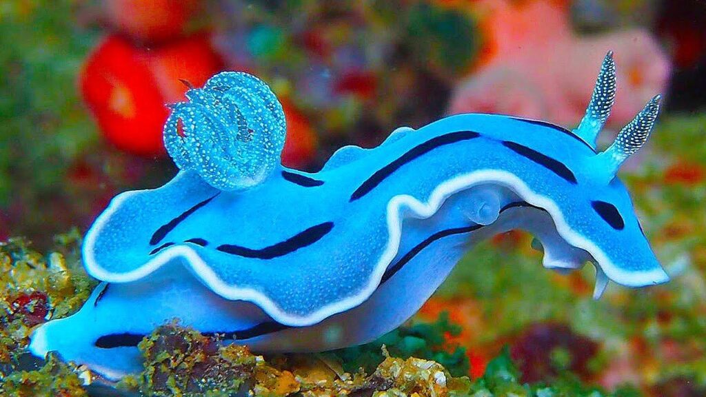 GoStyleList's tweet photo. Sea creatures have long been a fascination for humans. Tales of giant sea serpents and other monsters abound in folklore and legend.

#seacreatures #seacreature #deepseacreatures #creaturesofthesea #oceananimals #sealifeart #deepocean #seadragon #tidepooling #whaleshark #mermaidt https://t.co/NsmaFqS4bY